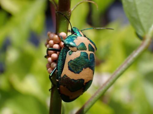 Tectocoris diophthalmus